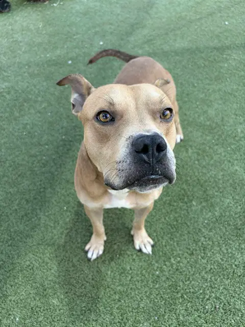 Milo - American Pit Bull Terrier