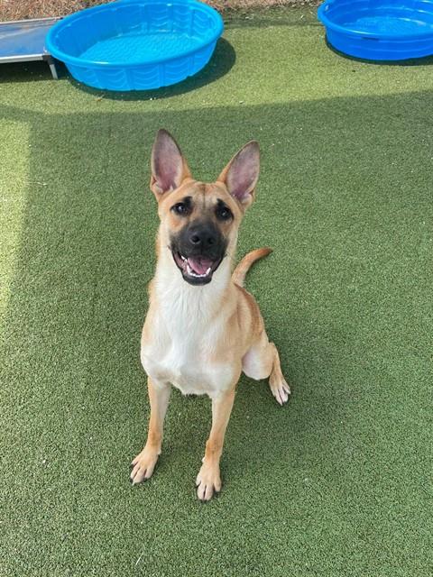 picture of the dog needing adoption