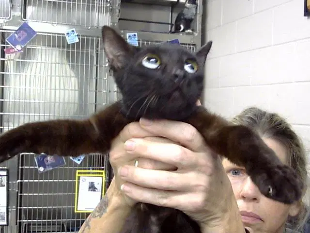 Unknown - Domestic Short Hair