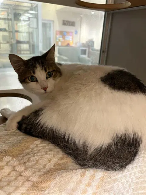 Luke - Domestic Short Hair