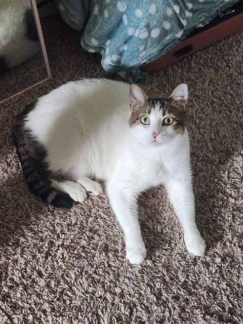 LUKE, a cat for adoption from The City of Pasadena, Texas
