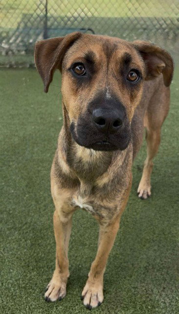 NITRO, a dog for adoption from The City of Pasadena, Texas
