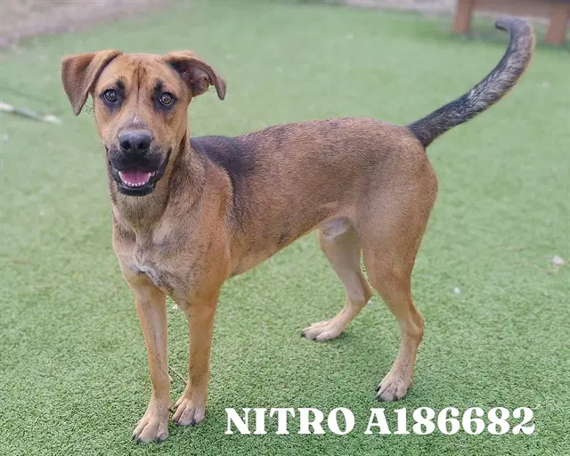 Nitro - German Shepherd Dog