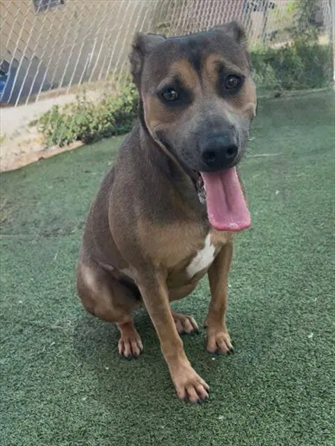 Unknown - American Pit Bull Terrier