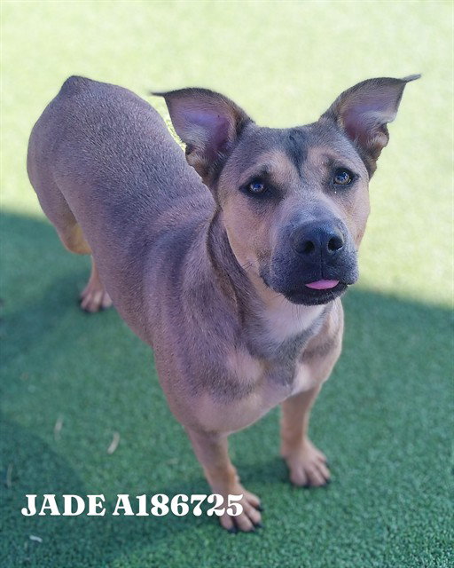 JADE
