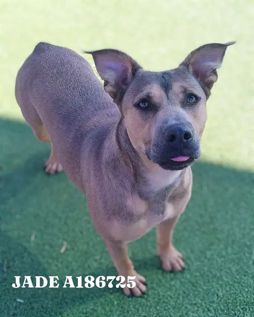 Jade - American Pit Bull Terrier