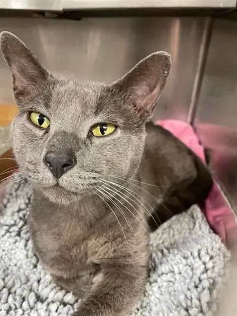 Unknown - Domestic Short Hair