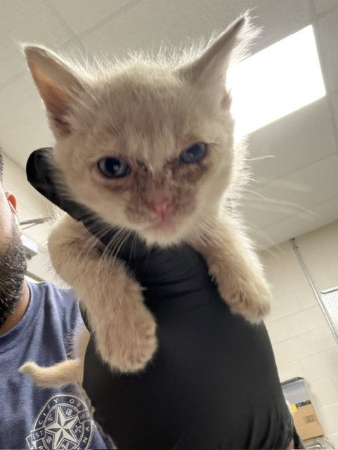 A186495 - Domestic Short Hair available for adoption
