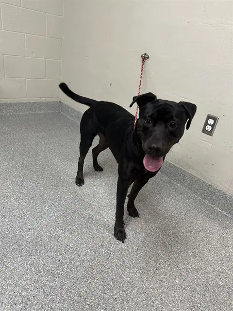 Koda - Labrador Retriever