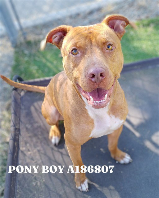 PONY BOY