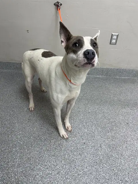 Rachel - American Pit Bull Terrier