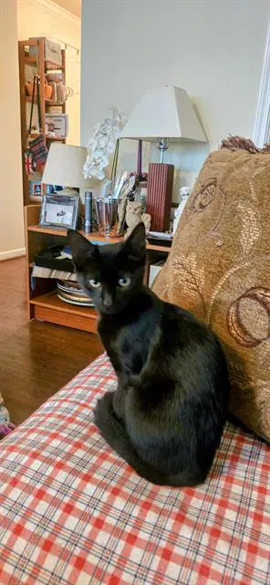 Kitty - Domestic Short Hair
