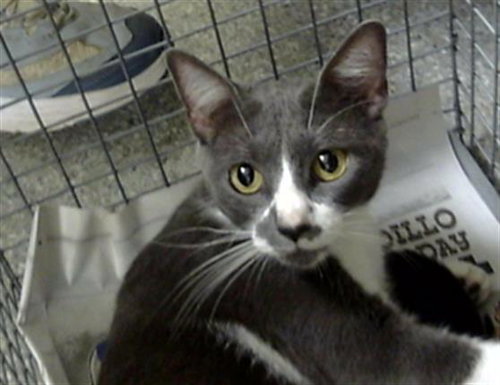 AMAYA, a cat for adoption from The City of Pasadena, Texas