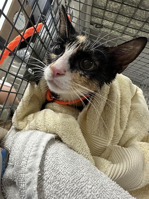 CHARLETTE, a cat for adoption from The City of Pasadena, Texas