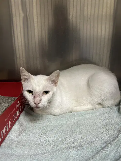 Unknown - Domestic Short Hair