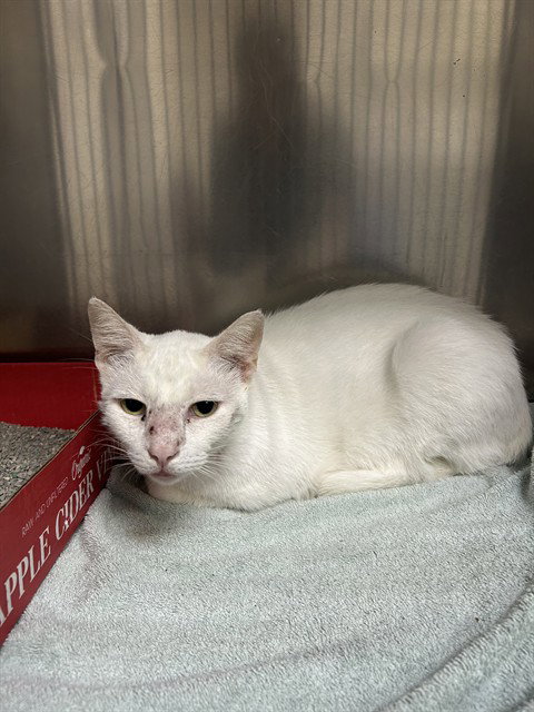 picture of the cat needing adoption
