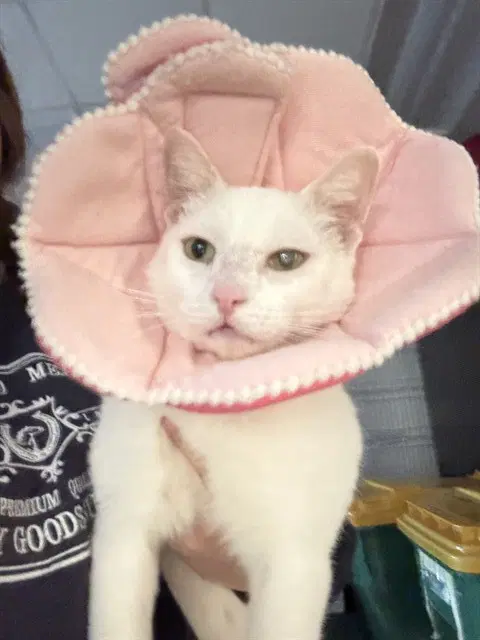 Garrett - Domestic Short Hair