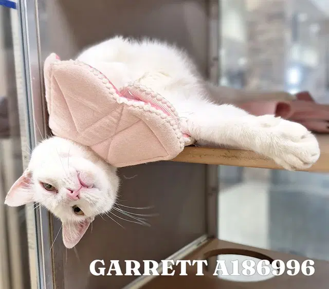 Garrett - Domestic Short Hair