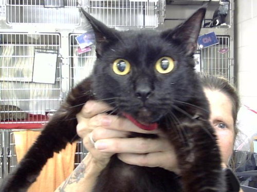 picture of the cat needing adoption
