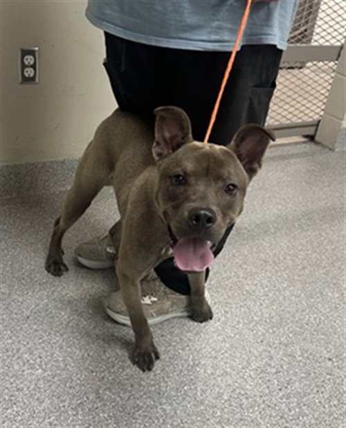 picture of the dog needing adoption
