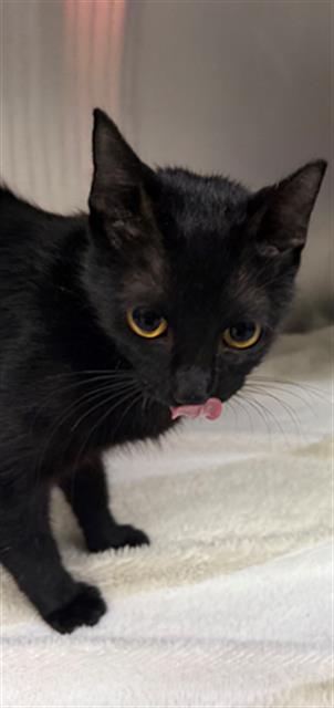 picture of the cat needing adoption
