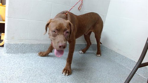 picture of the dog needing adoption