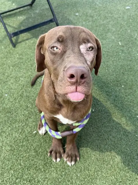 Unknown - Labrador Retriever