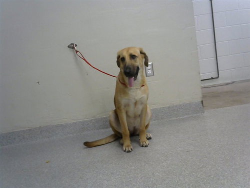 picture of the dog needing adoption