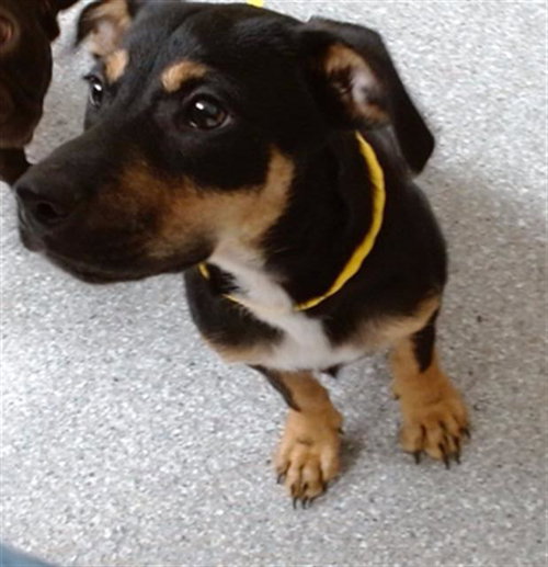 picture of the dog needing adoption