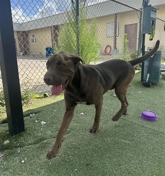Unknown - Labrador Retriever