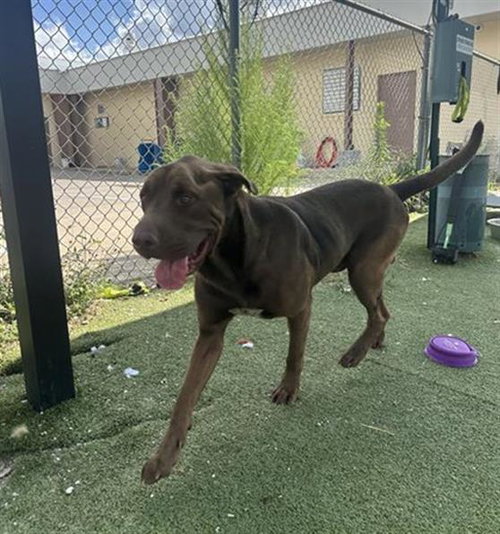 picture of the dog needing adoption