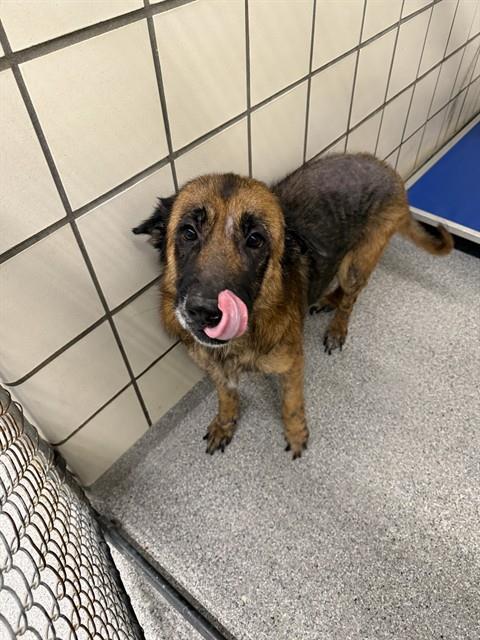 picture of the dog needing adoption