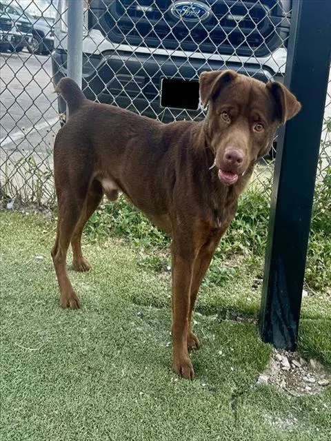 Nolan - Labrador Retriever