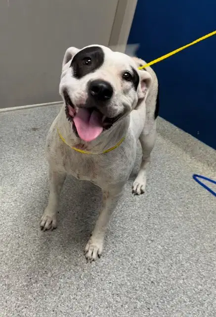 Unknown - American Pit Bull Terrier
