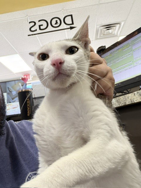 picture of the cat needing adoption