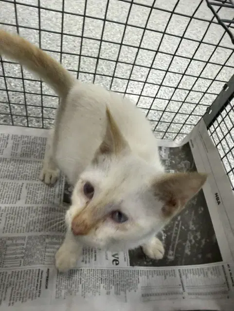 Unknown - Domestic Short Hair