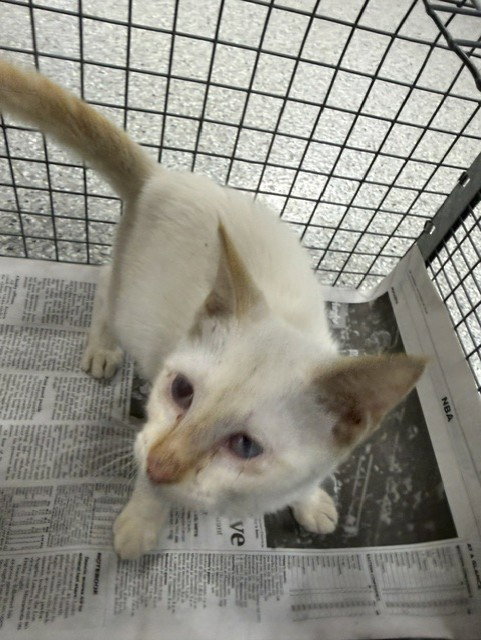 picture of the cat needing adoption