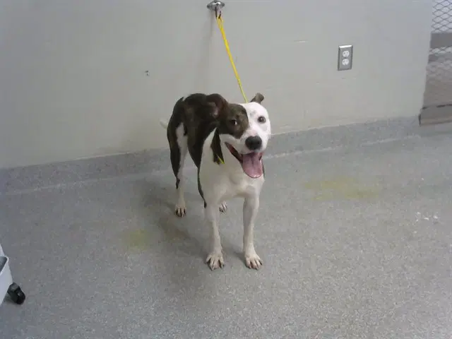 Unknown - Staffordshire Bull Terrier