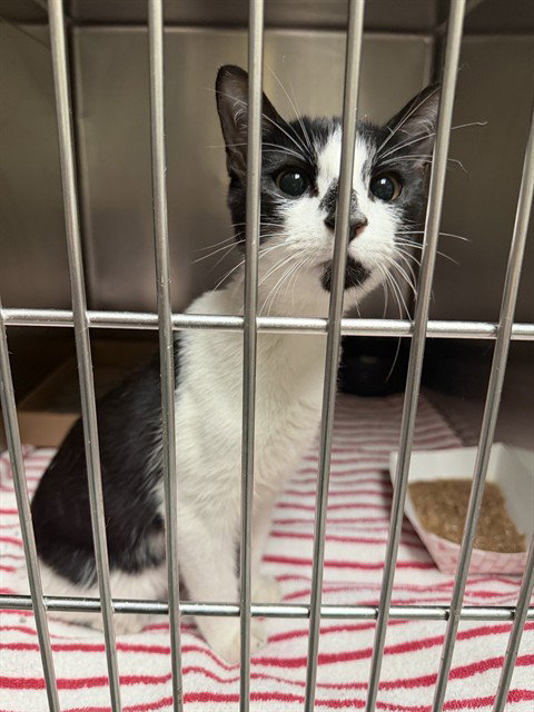 picture of the cat needing adoption