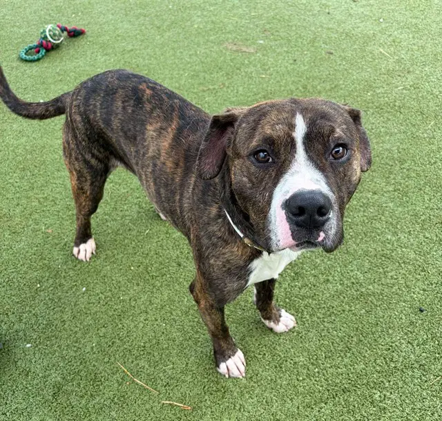 Apolo - American Pit Bull Terrier