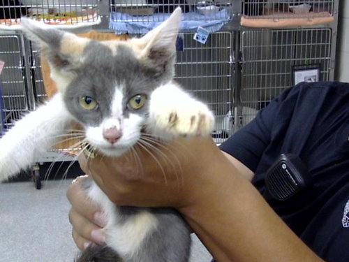 picture of the cat needing adoption