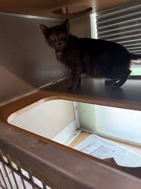 picture of the cat needing adoption