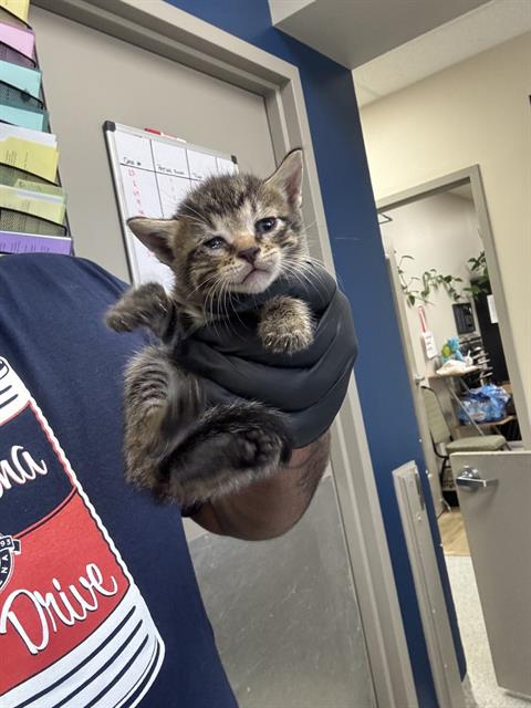 picture of the cat needing adoption