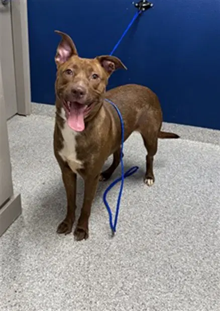 Koda - American Pit Bull Terrier