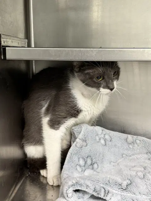 Blossom - Domestic Short Hair