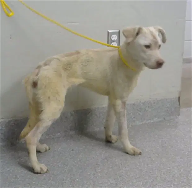 Unknown - Labrador Retriever