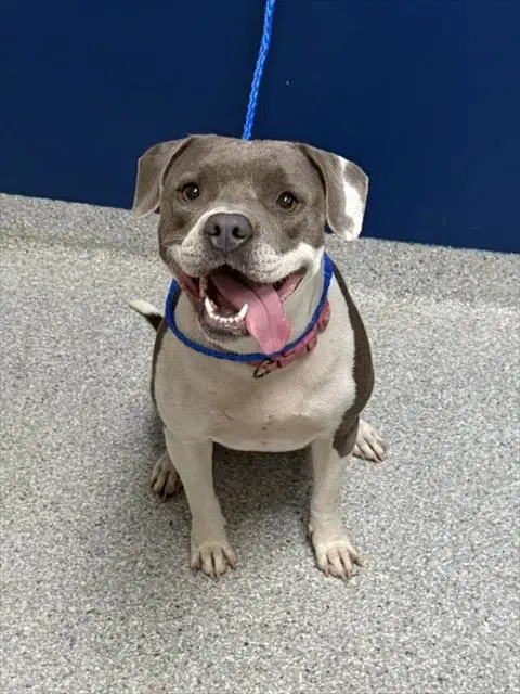Cookie - American Pit Bull Terrier