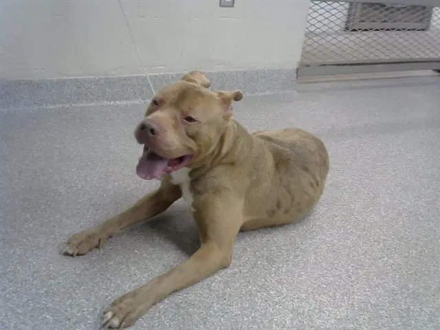 Unknown - American Pit Bull Terrier