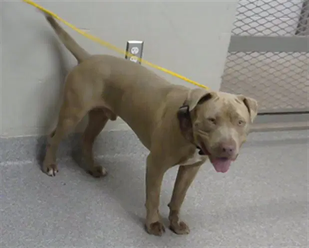 Canelo - American Pit Bull Terrier