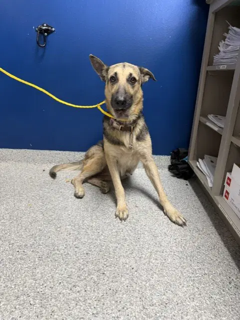 Unknown - German Shepherd Dog